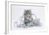 Maine Coon Kitten, 8 Weeks, with Silver Christmas Tinsel-Mark Taylor-Framed Photographic Print