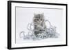 Maine Coon Kitten, 8 Weeks, with Silver Christmas Tinsel-Mark Taylor-Framed Photographic Print