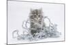 Maine Coon Kitten, 8 Weeks, with Silver Christmas Tinsel-Mark Taylor-Mounted Photographic Print