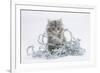 Maine Coon Kitten, 8 Weeks, with Silver Christmas Tinsel-Mark Taylor-Framed Photographic Print