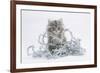 Maine Coon Kitten, 8 Weeks, with Silver Christmas Tinsel-Mark Taylor-Framed Photographic Print