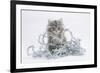 Maine Coon Kitten, 8 Weeks, with Silver Christmas Tinsel-Mark Taylor-Framed Photographic Print