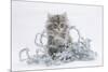 Maine Coon Kitten, 8 Weeks, with Silver Christmas Tinsel-Mark Taylor-Mounted Photographic Print