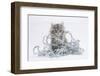 Maine Coon Kitten, 8 Weeks, with Silver Christmas Tinsel-Mark Taylor-Framed Photographic Print