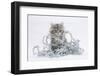 Maine Coon Kitten, 8 Weeks, with Silver Christmas Tinsel-Mark Taylor-Framed Photographic Print