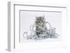 Maine Coon Kitten, 8 Weeks, with Silver Christmas Tinsel-Mark Taylor-Framed Photographic Print