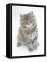 Maine Coon Kitten, 8 Weeks-Mark Taylor-Framed Stretched Canvas