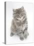 Maine Coon Kitten, 8 Weeks-Mark Taylor-Stretched Canvas