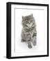 Maine Coon Kitten, 8 Weeks-Mark Taylor-Framed Photographic Print