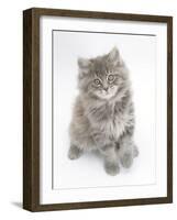 Maine Coon Kitten, 8 Weeks-Mark Taylor-Framed Photographic Print