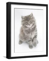 Maine Coon Kitten, 8 Weeks-Mark Taylor-Framed Photographic Print