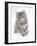 Maine Coon Kitten, 8 Weeks-Mark Taylor-Framed Photographic Print