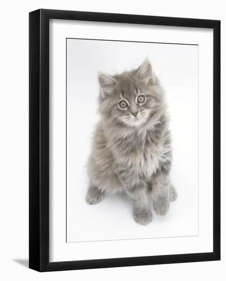 Maine Coon Kitten, 8 Weeks-Mark Taylor-Framed Photographic Print