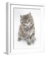 Maine Coon Kitten, 8 Weeks-Mark Taylor-Framed Photographic Print