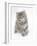 Maine Coon Kitten, 8 Weeks-Mark Taylor-Framed Photographic Print