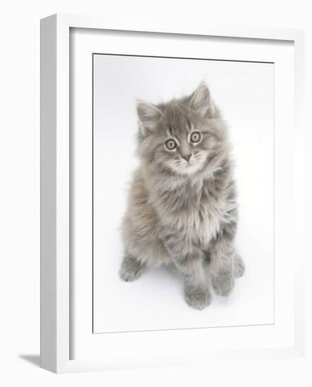 Maine Coon Kitten, 8 Weeks-Mark Taylor-Framed Photographic Print