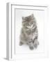 Maine Coon Kitten, 8 Weeks-Mark Taylor-Framed Photographic Print