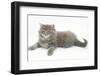 Maine Coon Kitten, 8 Weeks-Mark Taylor-Framed Photographic Print