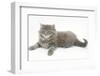 Maine Coon Kitten, 8 Weeks-Mark Taylor-Framed Photographic Print