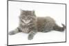 Maine Coon Kitten, 8 Weeks-Mark Taylor-Mounted Photographic Print