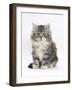 Maine Coon Kitten, 8 Weeks-Mark Taylor-Framed Photographic Print