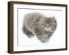 Maine Coon Kitten, 8 Weeks-Mark Taylor-Framed Photographic Print