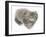Maine Coon Kitten, 8 Weeks-Mark Taylor-Framed Photographic Print