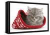 Maine Coon Kitten Asleep in a Christmas Hat-Mark Taylor-Framed Stretched Canvas