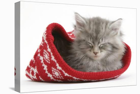 Maine Coon Kitten Asleep in a Christmas Hat-Mark Taylor-Stretched Canvas