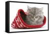 Maine Coon Kitten Asleep in a Christmas Hat-Mark Taylor-Framed Stretched Canvas
