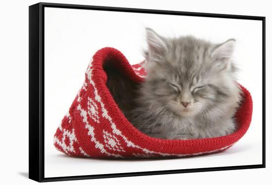 Maine Coon Kitten Asleep in a Christmas Hat-Mark Taylor-Framed Stretched Canvas