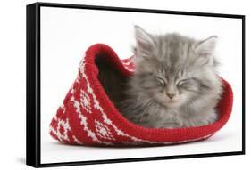 Maine Coon Kitten Asleep in a Christmas Hat-Mark Taylor-Framed Stretched Canvas
