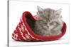 Maine Coon Kitten Asleep in a Christmas Hat-Mark Taylor-Stretched Canvas