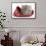 Maine Coon Kitten Asleep in a Christmas Hat-Mark Taylor-Framed Stretched Canvas displayed on a wall