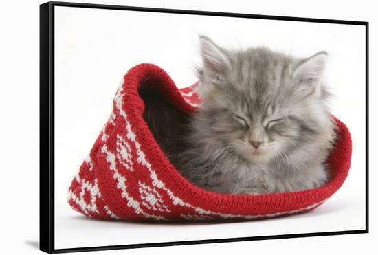 Maine Coon Kitten Asleep in a Christmas Hat-Mark Taylor-Framed Stretched Canvas