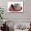 Maine Coon Kitten Asleep in a Christmas Hat-Mark Taylor-Stretched Canvas displayed on a wall