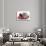 Maine Coon Kitten Asleep in a Christmas Hat-Mark Taylor-Stretched Canvas displayed on a wall