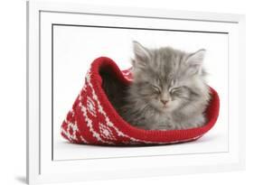 Maine Coon Kitten Asleep in a Christmas Hat-Mark Taylor-Framed Photographic Print
