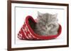 Maine Coon Kitten Asleep in a Christmas Hat-Mark Taylor-Framed Photographic Print