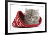 Maine Coon Kitten Asleep in a Christmas Hat-Mark Taylor-Framed Photographic Print