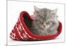 Maine Coon Kitten Asleep in a Christmas Hat-Mark Taylor-Mounted Photographic Print