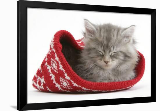 Maine Coon Kitten Asleep in a Christmas Hat-Mark Taylor-Framed Photographic Print