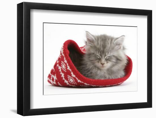 Maine Coon Kitten Asleep in a Christmas Hat-Mark Taylor-Framed Photographic Print