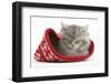 Maine Coon Kitten Asleep in a Christmas Hat-Mark Taylor-Framed Photographic Print