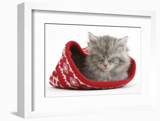 Maine Coon Kitten Asleep in a Christmas Hat-Mark Taylor-Framed Photographic Print