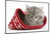 Maine Coon Kitten Asleep in a Christmas Hat-Mark Taylor-Mounted Photographic Print