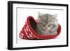 Maine Coon Kitten Asleep in a Christmas Hat-Mark Taylor-Framed Photographic Print