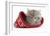 Maine Coon Kitten Asleep in a Christmas Hat-Mark Taylor-Framed Photographic Print