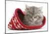 Maine Coon Kitten Asleep in a Christmas Hat-Mark Taylor-Mounted Photographic Print