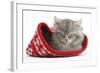 Maine Coon Kitten Asleep in a Christmas Hat-Mark Taylor-Framed Photographic Print